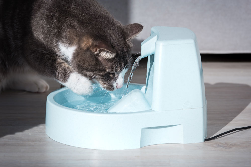 Will a cat automatically use a litter box?